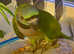Stunning baby derbyan parrot