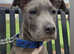 Stunning blue boy