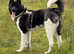 Amarican akita