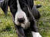 Pedigree KC Registered Great Dane puppies for sale