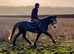 Beautiful Connemara gelding