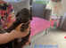 4 Stunning F1 boy cockerpoo puppies from a KC registered Pri clear Miniture full breed poodle & Full breed Cocker Spaniel