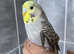 Budgie