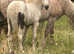 Palomino filly