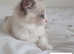 Loving Pure ragdoll kittens