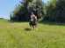Tobiano 14hh super quiet mare