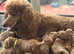Standard Poodle IKC RED NON SHED  Champion lines !