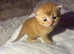 Beautiful Scottish fold litter