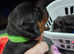 Rottweiler puppies need loving homes