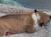 Beautiful KC Reg Miniature English Bull Terrier pups
