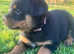 Stunning litter of Rottweilers