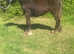Filly yearling