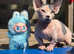 Bambino's and sphynx kittens