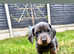 Beautiful little of Miniature Dachshunds