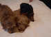 Lhasapoo 2 little boys left (REDUCED)