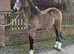 Registered welsh sec d colt