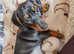 Miniature Smooth Haired Dachshund puppies-two boys left