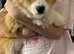 Pembroke corgi