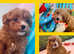 Quality F1 Havanese x Toy poodle teddy puppies