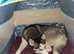 I'm looking to sell my minature husky