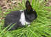Netherland dwarf cross Dutch