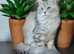 Maine Coon kitten