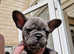 French bulldog puppies (payment plan accepted)
