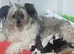 Kc registered Chinese crested puppies