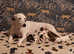 Saluki lurcher puppies ready now for sale