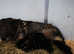 TOP WORKING BLOODLINES LITTER!