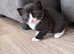 2 kittens for sale