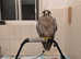 Falcon