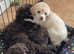 Miniature Poodle puppies from Licensed Breeder
