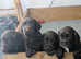 Working Cocker Spaniel Puppies For Sale