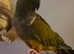 Patagonian Conure