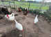 Welsummer and pure White Leghorns