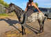 Very pretty 14hh mare