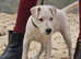 5 month old male parsons terrier needing new home