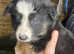 Border collie's puppies for sale