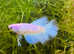 Home Bred Betta fish