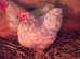 Pair of Pekin Bantams with Chicks