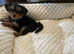 Yorkshire terrier 7 months girl