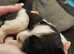 Stunning lhasa apso puppies