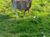 Pygmy Billy goat 15mths old