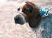 Basset cross spaniel tri coloured