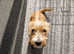 Norfolk terrier crossed westie female