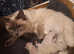 Ragdoll kittens