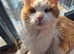 Maine coon kittens
