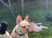 My boy is looking for a 5 star forever home