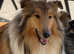 Last one - Male Sable & White Rough Collie Puppy